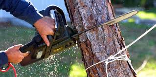Best Tree Risk Assessment  in El Cerro Mission, NM