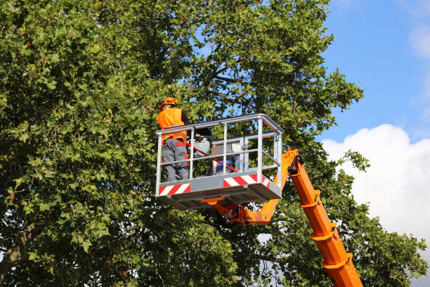 Best Leaf Removal  in El Cerro Mission, NM