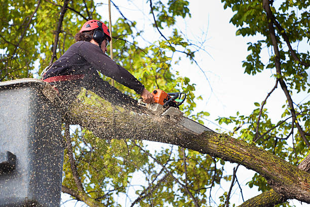 Best Tree Maintenance Programs  in El Cerro Mission, NM
